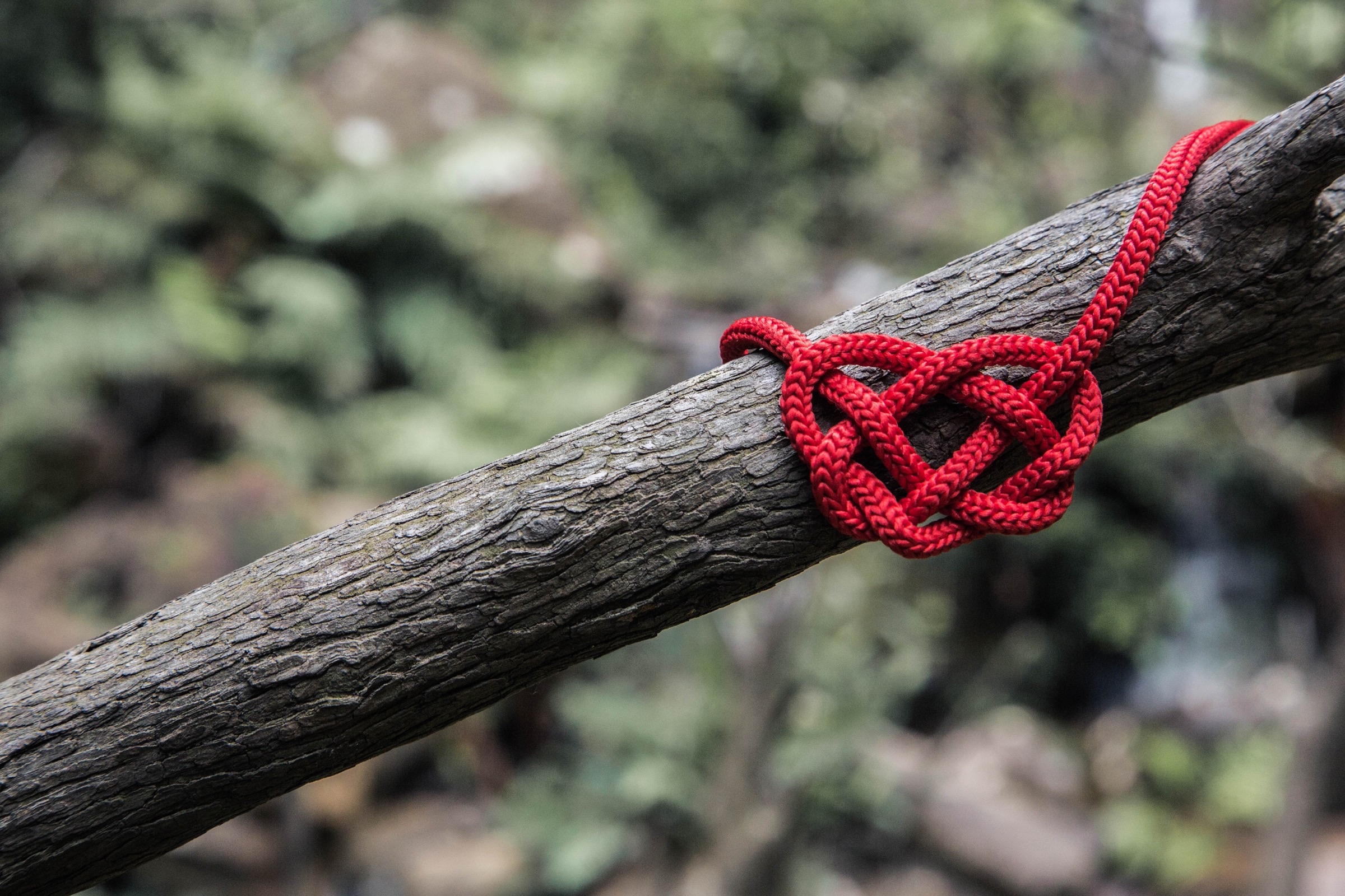 Roter Seilknoten in Herzform an einem Ast